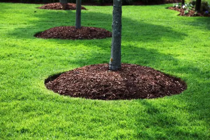 سه درخت با تنههای خاکستری که پای هر کدام با یک دایره از مالچ قهوهای پوشیده شده و در میان چمن سبز روشن قرار دارند