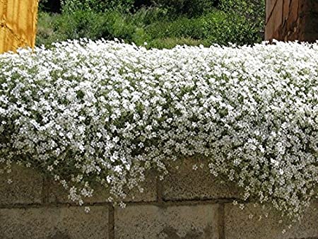 یک دیوار سنگی کم ارتفاع پوشیده شده از انبوهی از گلهای سفید کوچک با برگهای سبز ریز که به سمت پایین آویزان شدهاند، با پسزمینهای از گیاهان سبز تیره