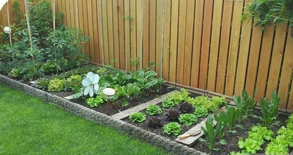 یک باغچه سبزیجات مستطیلی با بسترهای منظم، انواع سبزیجات برگدار، گوجهفرنگیهای در حال رشد با داربست