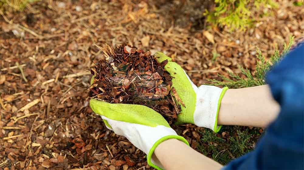 دستان پوشیده از دستکشهای باغبانی سبز و سفید در حال گرفتن مشتی مالچ قهوهای در یک باغچه با پوشش مالچ و گیاهان سبز