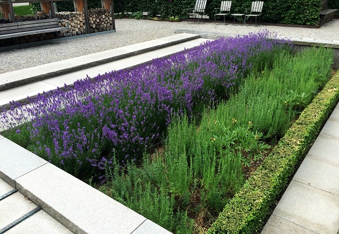 یک باغچه مستطیلی با ردیفهای متراکم اسطوخودوس بنفش در کنار گیاهان سبز سوزنی و یک حاشیهی کوتاه از شمشاد سبز تیره